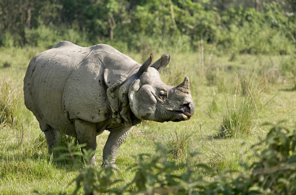 Short Chitwan tour 4 Nights/5 Days